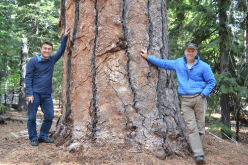Hugh visiting the Emerald Pt old growth stand at Lake Tahoe with Ali Kavgaci from the Turkish Forest Service