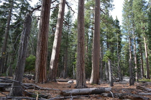 Ponderosa pine old growth at Emerald Bay State Park. We are studying forest fuels and big tree distribution in this stand