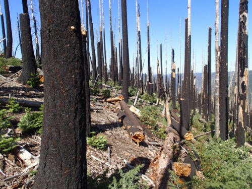 Angora Fire, Lake Tahoe, 9 years after fire